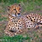 1368 Cheetah (Acinonyx jubatus)