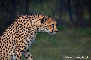 1369 Cheetah (Acinonyx jubatus)