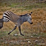 1371 Frolicking Foal Zebra, Fossil Rim Wildlife Center, TX