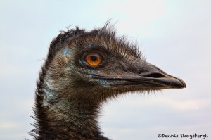 1373 Emu (Dromaius novaehollandiae)
