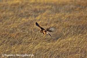 1375 Northern Harrier Hunting, Hagerman National Wildlife Refuge, TX