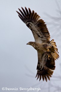 1381 Immature Bald Eagle, Sequoya National Wildlife Refuge, OK