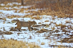 1384 Bobcat, Holla Bend National Wildlife Refuge, AR