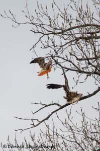 1386 Red-tailed Hawk confronting an Immature Bald Eagle, Holla Bend National Wildlife Refuge, AR