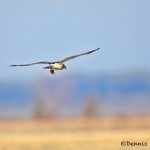 1387 Hawk in flight with rodent, Holla Bend National Wildlife Reguge, AR