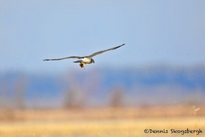 1387 Hawk in flight with rodent, Holla Bend National Wildlife Reguge, AR