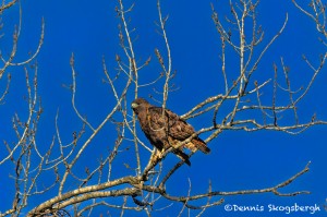 1387 Red-tailed Hawk, Holla Bend National Wildlife Refuge, AR