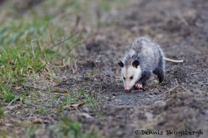 1389 Opossum, Bend National Wildlife Refuge, AR