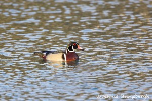 1390 Male Wood Duck, Turkey Hollow, TX