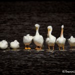 1398 American White Pelican, Hagerman National Wildlife Refuge, TX