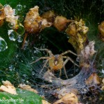 1449 Tunnel (funnel) Web Spider, TX