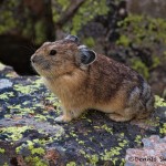 1467 Pika, Yankee Boy Basin, CO