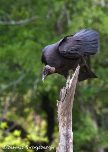 1473 Black Vulture, Hagerman National Wildlife Refuge, TX