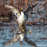 1481 Northern Pintail, Hagerman National Wildlife Refuge, TX