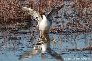 1481 Northern Pintail, Hagerman National Wildlife Refuge, TX