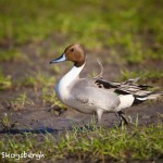 1484 Northern Pintail