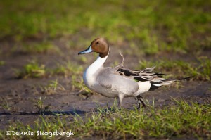 1484 Northern Pintail