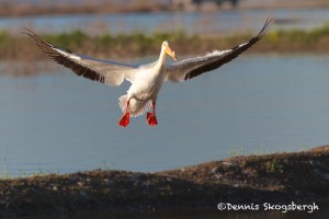 1502 American White Pelican, Hagerman National Wildlife Refuge, TX