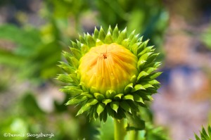 1512 Saw-leaf Daisey. Hagerman National Wildlife Refuge, TX