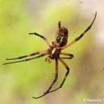 1515 Zipper Spider (Argiope aurantia). National Wildlife Refuge, TX