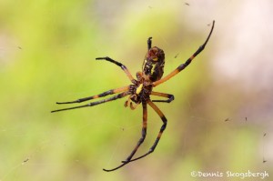 1515 Zipper Spider (Argiope aurantia). National Wildlife Refuge, TX