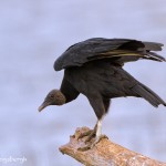 1516 Black Vulture, Hagerman National Wildlife Reguge, TX
