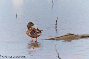 1519 Yellow-billed Duck. Hagerman NWR, TX