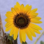1526 Sunflower, Hagerman National Wildlife Refuge, TX