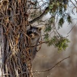 1527 Racoon (Procyon lotor), Immature