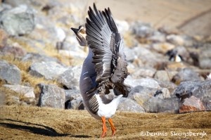 1535 Chinese Goose, Lawton, OK