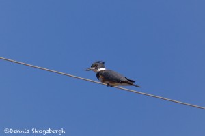 1536 Belted Kingfisher, Hagerman National Wildlife Refuge, TX