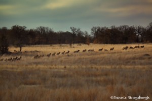 1537 Elk Herd, Wichita Mountains National Wildlife Refuge, OK