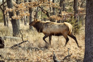 1538 Bull Elk, Wichita Mountains National Wildlife Refuge, OK