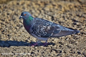 1540 Rock Pigeon, Lawton, OK