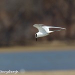 1541 Forester's Tern