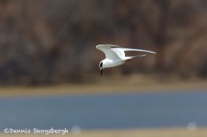 1541 Forester's Tern