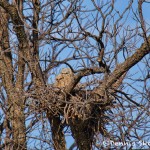 1543 Great Horned Owl chicks, Hagerman National Wildlife Refuge, TX