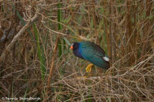 1549 Purple (Swamphen) Gallinule