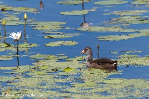 1561 Juvenile Pied-billed Grebe (Gallinula chloropus)