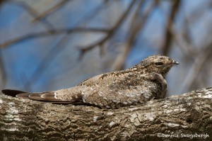 1562 Common Night Hawk (Chordeiles minor)