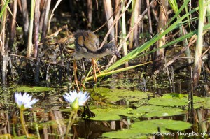 1565 Purple (Swamphen) Gallinule