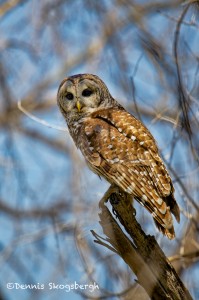 1572 Barred Owl (Srtix varia), Hagerman National Wildlife Refuge, TX