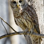 1573 Barred Owl (Strix varia), Hagerman National Wildlife refuge, TX