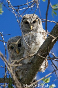 1574 Fledged Barred Owls (Strix varia), Hagerman National Wildlife Refuge, TX