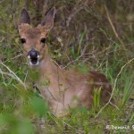 1581 White-tailed Deer (Odocoileus virginianus)