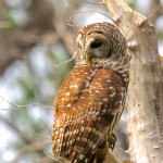 1582 Barred Owl (Strix varia), Hargerman National Wildlife Refuge, TX