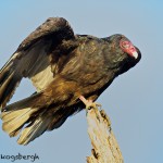 1586 Turkey Vulture (Cathartes aura)