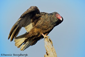 1586 Turkey Vulture (Cathartes aura)