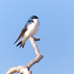 1591 Adult Male Tree Swallow (Tachycineta bicolor)