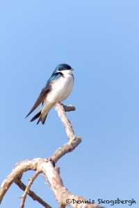 1591 Adult Male Tree Swallow (Tachycineta bicolor)